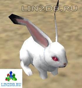Кролик | Rabbit