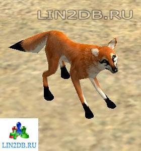 Длиннохвостый Лис | Longtail Fox